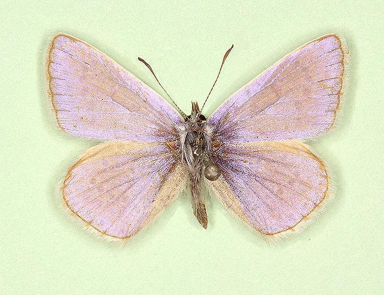 Polyommatus icarus male (aberrant form pallida) (Internet Image property of respective owner, non-commercial use only)